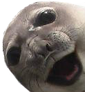 sealion!